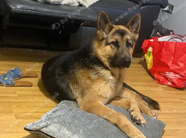 German shepherd