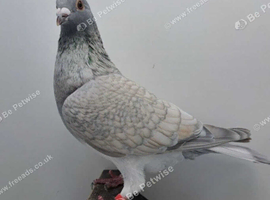 REDUCED RARE COLOURED RACING PIGEONS