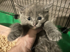 beautiful kittens