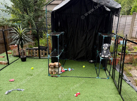 Male and female imperial Shih tzu