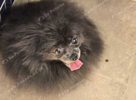 Blue adult female pomeranian