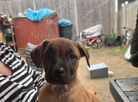 Belgium mally draggy and American bully puppies for sale