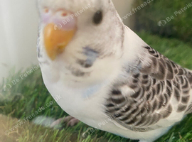 Pied split black faced budgie