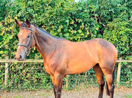 Very Smart Mare