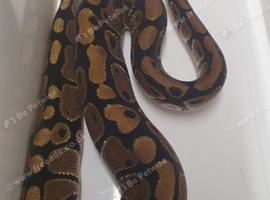 Baby classic royal pythons