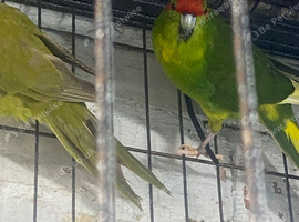 Kakariki
