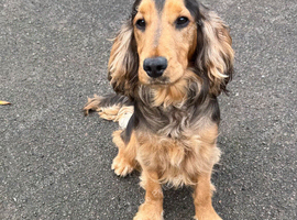 FOR STUD KC REG SHOW COCKER SPANIEL