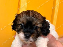 Toy Cavapoo x JackTzu