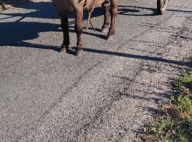 Dun Shetland gelding