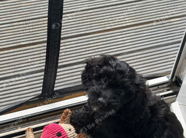 Black male cockapoo