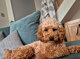 Red Toy Poodle Stud