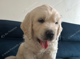 Golden retriever