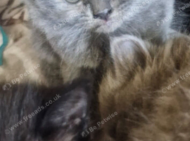 British short haired cross kittens for sale
