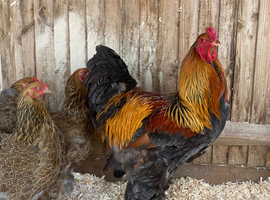 LF gold partridge brahma- hatching eggs