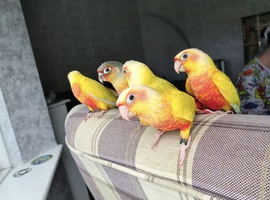 Suncheek baby Handreared Conures Ready To Go