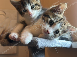 Playful kittens
