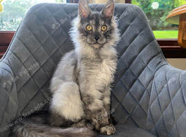 TICA registered Maine Coon kitten