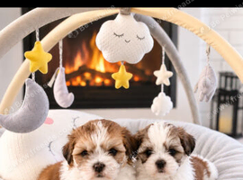 Two Beautiful Malshi Boy Puppies &ndash; Maltese x Shih Tzu