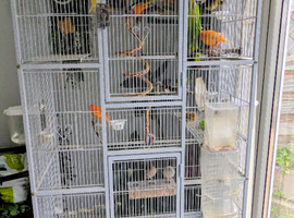 17 Canaries For Sale &ndash; Various Breeds & Beautiful Colors
