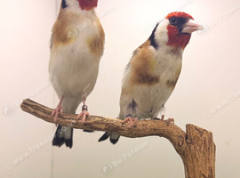 x2 male siberian goldfinches