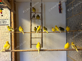 Fife Canaries