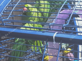 Indian ring neck