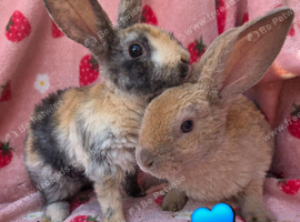 Curly astrex baby rabbits ☆Last 2 Rare curly