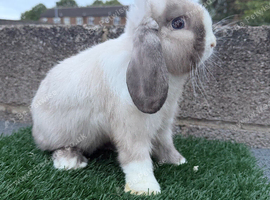 Puree breed mini lop