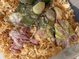 PEACH FACED Lovebird CHICK for reserving