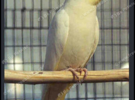 Cokatoo