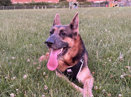 Female German shepherd