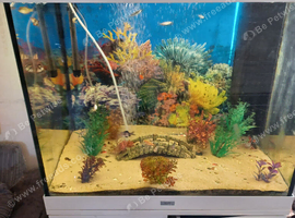 Tropical fish tank