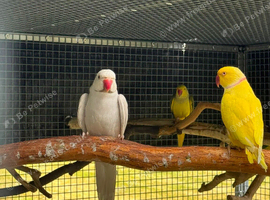 Adult ringneck cocks