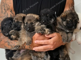 German shepherd puppies