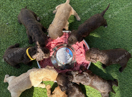 9 beautiful cockapoo puppies