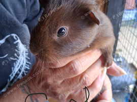 Baby guinea pigs