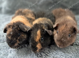 Beautiful baby teddy brothers for sale