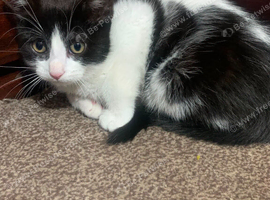 male 2 month old