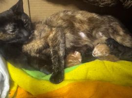 Three new fur babies