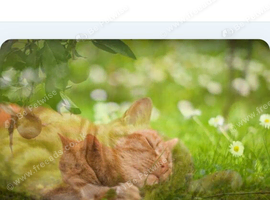 Kat sitter -  Cat Sitting Service