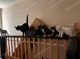 Stunning kittens for sale