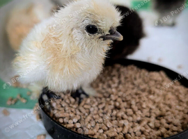 USA Silkie Day Old Chickens