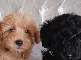 Beautiful Cavapoos