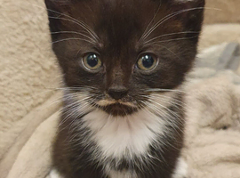 Kittens