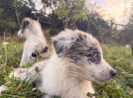 Merle welsh collies
