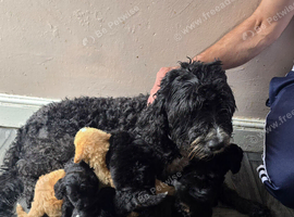 Goldendoodle