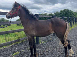 Connemara x Cob " Chocolate Dun Filly