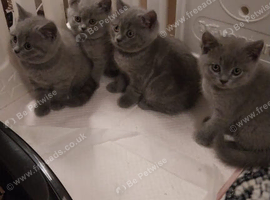 British Shorthair kittens