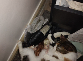 5 kittens for sale