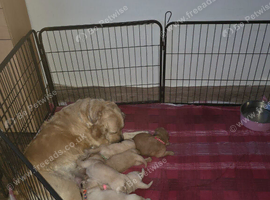 Beautiful golden retriever puppies